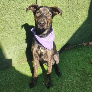 American Staffordshire Terrier Dogs Available for Adoption - Spencer | PetCurious