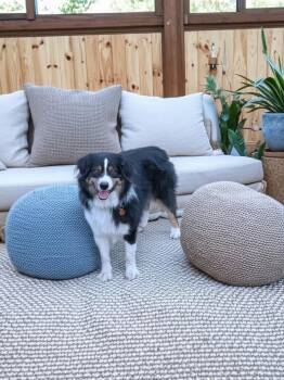 Teddy -  Australian Shepherd Dog for Adoption in Coeur D