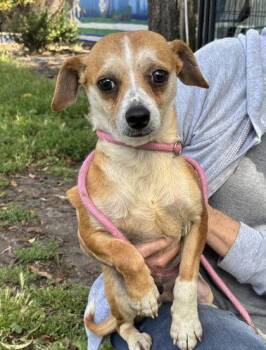 Robbins -  Chihuahua Dog for Adoption in Oakland, California - Robbins | PetCurious