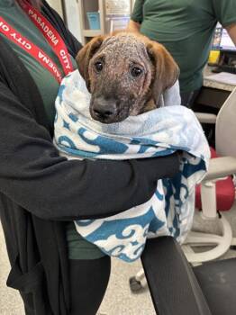 German Shepherd Dog Dogs Available for Adoption in Pasadena, Texas - GIDEON | PetCurious