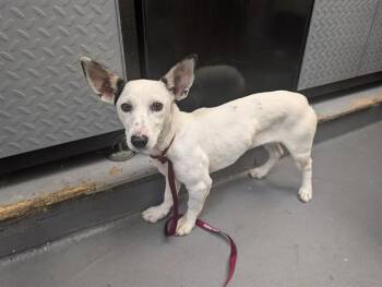 RAVEN -  Chihuahua and Mixed Breed Dog for Adoption in Antioch, California - RAVEN | PetCurious