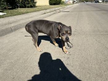 Rescue Pit Bull Terrier and Mixed Breed Dogs for Adoption in Fort Worth, Texas - 59723027 | PetCurious