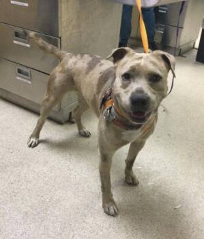 PRECIOUS -  Pit Bull Terrier Dog for Adoption in Riverside, California - PRECIOUS | PetCurious