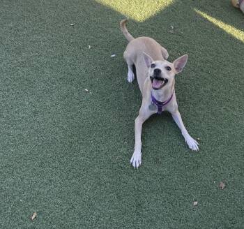 Ava -  Chihuahua Dog for Adoption in Chandler, Arizona - Ava | PetCurious