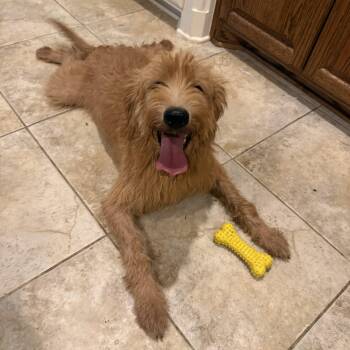 Marley -  Goldendoodle and Labradoodle Dog for Adoption in Dallas, Texas - Marley | PetCurious