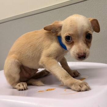Spot -  Chihuahua Dog for Adoption in Tampa, Florida - Spot | PetCurious