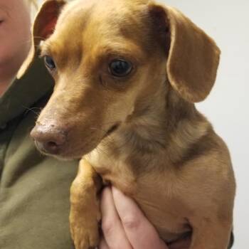 Dachshund Dogs Available for Adoption - Rosy | PetCurious