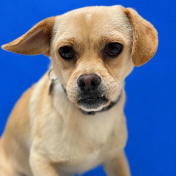 Pugsly -  Chihuahua and Mixed Breed Dog for Adoption in Riverside, California - Pugsly | PetCurious