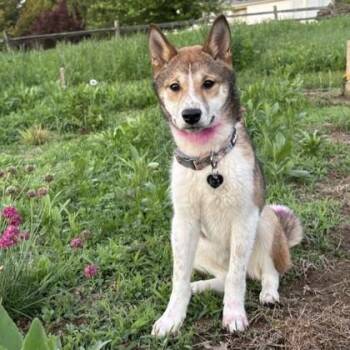 Yoyo -  Shiba Inu Dog for Adoption in Phoenixville, Pennsylvania - Yoyo | PetCurious