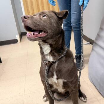 Dirk -  Mixed Breed Dog for Adoption in Auburn, Alabama - Dirk | PetCurious