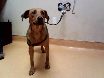 ZUMBA -  Labrador Retriever and Mixed Breed Dog for Adoption in Martinez, California - ZUMBA | PetCurious