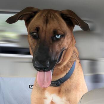 German Shepherd Dog Dogs Available for Adoption in Houston, Texas - BLEU Moon, Bright Sweetheart | PetCurious