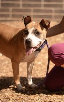 Rescue Mixed Breed Dogs for Adoption in Chamblee, Georgia - Cookie Crumble - IN FOSTER | PetCurious