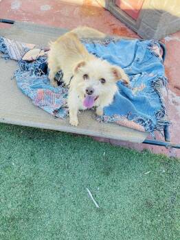 Terrier and Border Terrier Dogs Available for Adoption - Esther | PetCurious