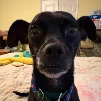 Praline -  Chihuahua Dog for Adoption in Kempner, Texas - Praline | PetCurious
