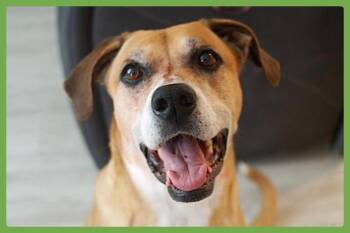 Denim -  Boxer and German Shepherd Dog Dog for Adoption in Amherst, Massachusetts - Denim | PetCurious