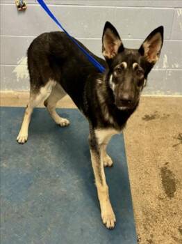 Rescue German Shepherd Dog Dogs for Adoption in Woodland, California - GLORY | PetCurious