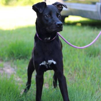 CT Zeus -28lbs! -  Labrador Retriever and Pit Bull Terrier Dog for Adoption in Eastford, Connecticut - CT Zeus -28lbs! | PetCurious