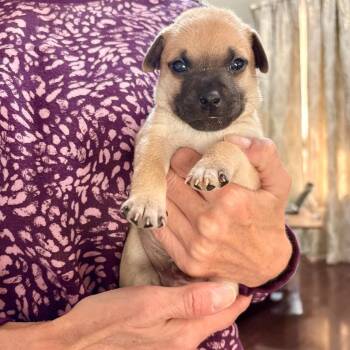YASAI KATSU -  Chihuahua Dog for Adoption in Waterford, New Jersey - YASAI KATSU | PetCurious