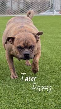 Pug Dogs Available for Adoption - Tater | PetCurious