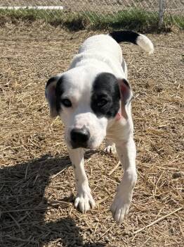 Mixed Breed Dogs Available for Adoption in Warren, Ohio - Abel | PetCurious