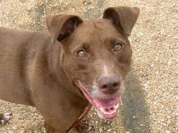 Mixed Breed Dogs Available for Adoption in Georgetown, Texas - Baylor | PetCurious