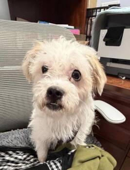 Benji Two -  Shih Tzu Dog for Adoption - Benji Two | PetCurious