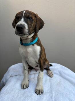 Teco -  Boxer and Shepherd Dog for Adoption in Albion, New York - Teco | PetCurious