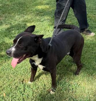 Rescue American Staffordshire Terrier Dogs for Adoption in Spring, Texas - Oreo | PetCurious