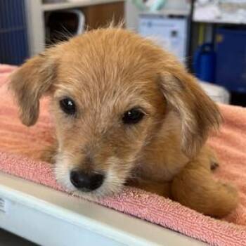 Mixed Breed Dogs Available for Adoption in Las Cruces, New Mexico - Tennessee | PetCurious