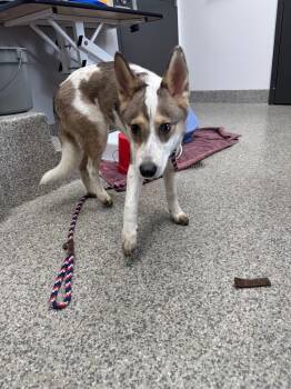 MacKenzie -  Cattle Dog Dog for Adoption in Van Wert, Ohio - MacKenzie | PetCurious