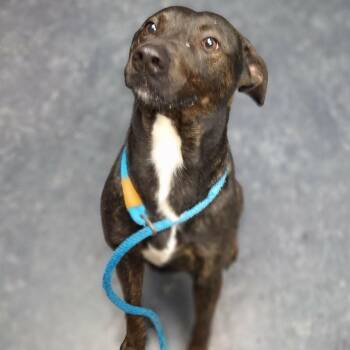 Mixed Breed Dogs Available for Adoption in Manhattan, Kansas - Brown Eyes | PetCurious