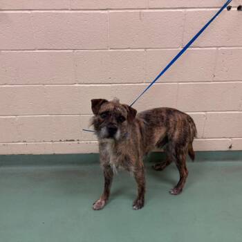 Winn Dixie -  Mixed Breed Dog for Adoption in Memphis, Tennessee - Winn Dixie | PetCurious