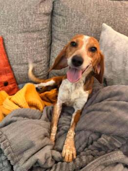 Winnie - COMING SOON Omaha -  Beagle Dog for Adoption in Overland Park, Kansas - Winnie - COMING SOON Omaha | PetCurious