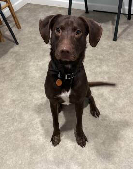 Charlie -  Mountain Cur Dog for Adoption in Grant, Nebraska - Charlie | PetCurious
