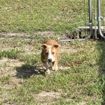 Maverick -  Dachshund and Pit Bull Terrier Dog for Adoption in Carmel Hamlet, New York - Maverick | PetCurious