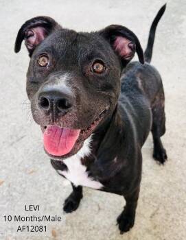 Levi -  Feist and Pit Bull Terrier Dog for Adoption - Levi | PetCurious