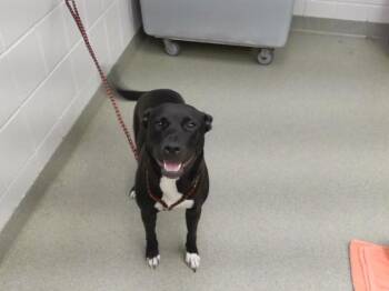 LORAINE -  Husky and Mixed Breed Dog for Adoption in Omaha, Nebraska - LORAINE | PetCurious