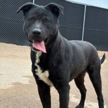 Oscar -  Black Labrador Retriever and Pit Bull Terrier Dog for Adoption in Bernalillo, New Mexico - Oscar | PetCurious