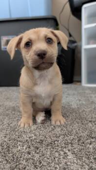 Dachshund and Chihuahua Dogs Available for Adoption - Valdo | PetCurious