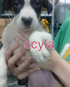 Scylla -  Mixed Breed Dog for Adoption in Evansville, Indiana - Scylla | PetCurious