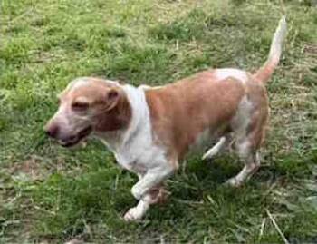 Beagle Dogs Available for Adoption in Knoxville, Tennessee - Faith | PetCurious