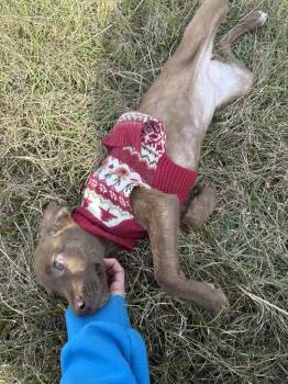 Rescue Labrador Retriever Dogs for Adoption in Crystal Springs, Mississippi - Lake | PetCurious