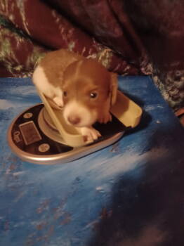 Tennessee  -  Miniature Dachshund Dog for Sale in Hollis, Oklahoma - Tennessee  | PetCurious