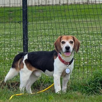 Bowser -  Beagle Dog Available for Adoption in Nowata, Oklahoma - Bowser | PetCurious