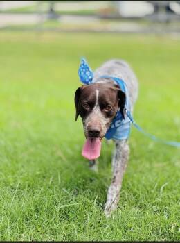 Blu -  German Shorthaired Pointer Dog for Adoption in Owensboro, Kentucky - Blu | PetCurious