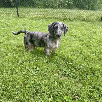 Lincoln -  Poodle Dog for Adoption in La Grange, Kentucky - Lincoln | PetCurious