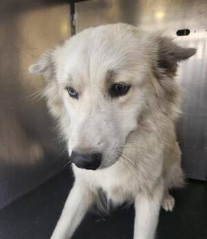 Husky Dogs Available for Adoption - JULIE | PetCurious