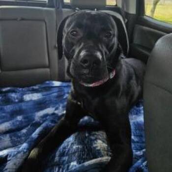 Black Labrador Retriever Dogs Available for Adoption - Marley Aka Buddy | PetCurious