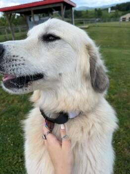 Nova -  Great Pyrenees Dog for Adoption in Augusta, West Virginia - Nova | PetCurious